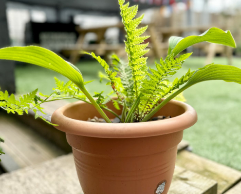 Thhe Ladywell outdoor terrace